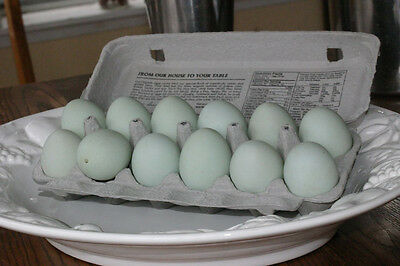 1 dozen blown runner duck eggs (blue-green), 1 hole; 2-3/8