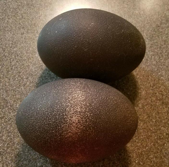 35 YEARS OLD! 2 EGGS EMU BLACK COLOR HUGE EMPTY For COLLECTION Or CRAFTS
