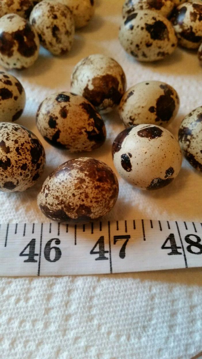 Coturnix Quail Natural w/spots- Blown Eggs