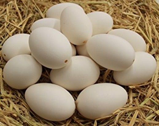 6 Blown GOOSE EGGS Extra Large 9.0