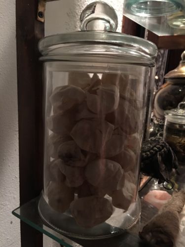 Large Jar Of Empty Snake Eggs