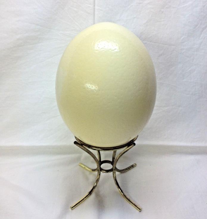 Large Empty Ostrich Egg for Decoration or Crafts 15