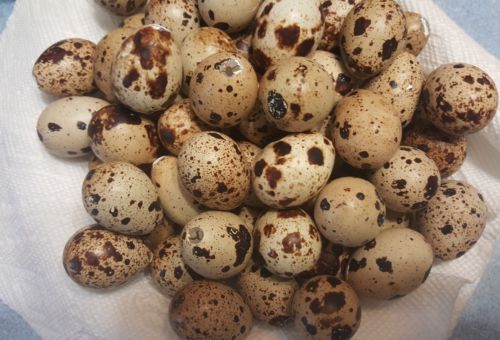 Lot of 12 Couturnix Quail Blown Single Hole Eggs Spotted