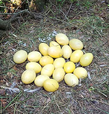 Box of 10 Rhea Eggs  5 Small and 5 Medium Grade A Eggshells