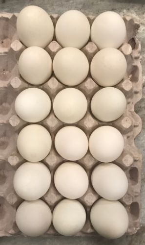 18 Real Blown Duck Eggs, Single Hole