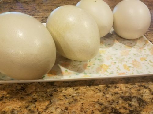 10 Rhea eggs Grade B imperfect whole eggs.  Cosmetic imperfections