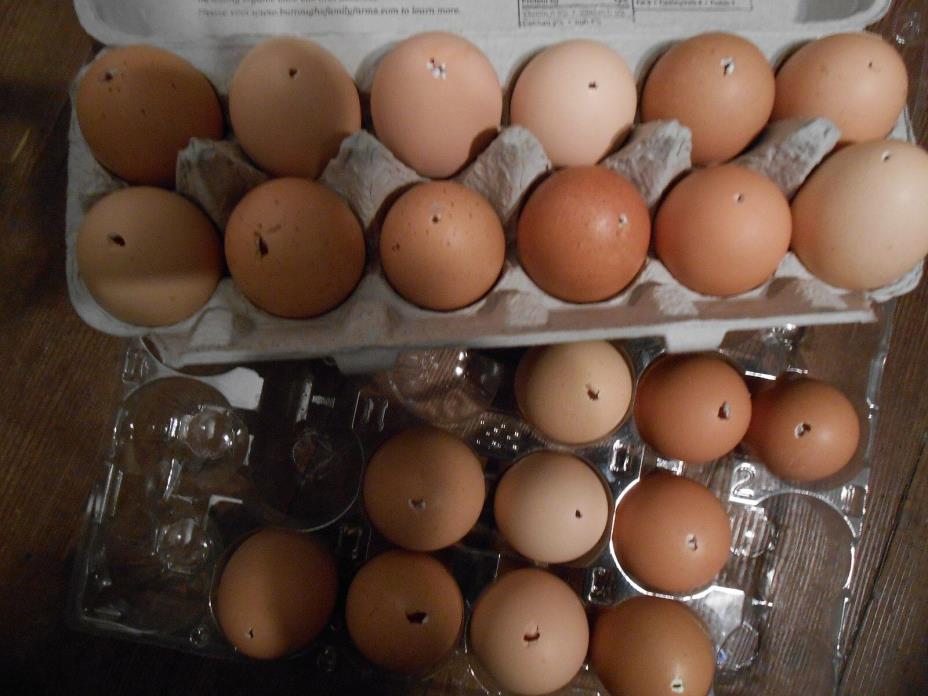 Blown Eggs..Whole Egg Shells  12  ..one dozen -for crafts- Get ready for Easter!