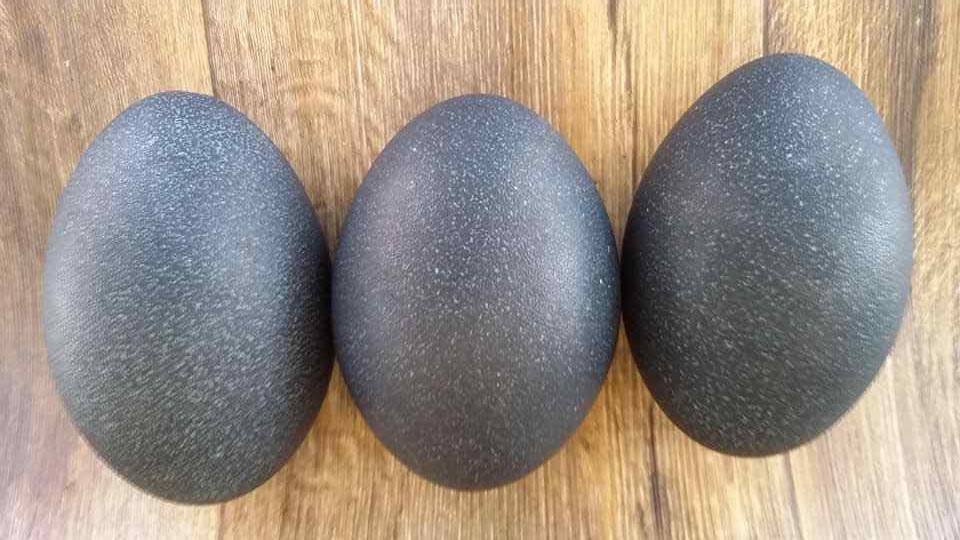 3 EMPTY (Blown) Emu Egg Shell for Crafts BIG HOLLOW CARVING/PAINTING 3 LAYERS