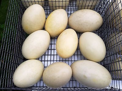 Rhea Eggs  4 medium and 3 jumbo Grade A