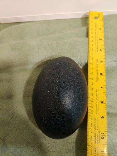 Emu Egg Shell EMPTY Blown Out Craft