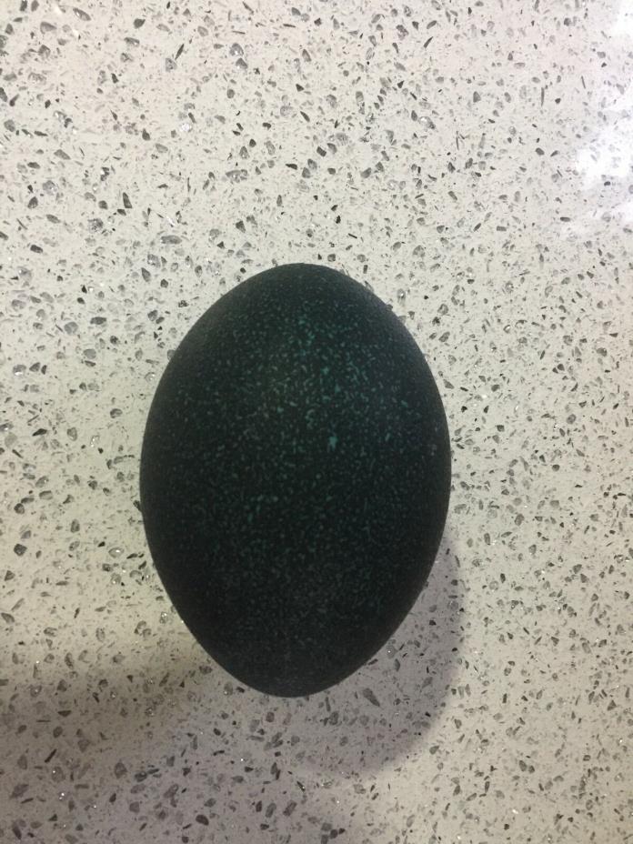 Emu egg: Emerald green; Blown out; Cleaned; Multiple for sale