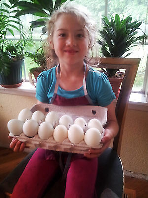 1 dozen blown white duck eggs, 1 hole; *seconds*