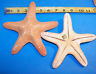 1 -  dried real Jungle starfish shell nautical sea star decor 6