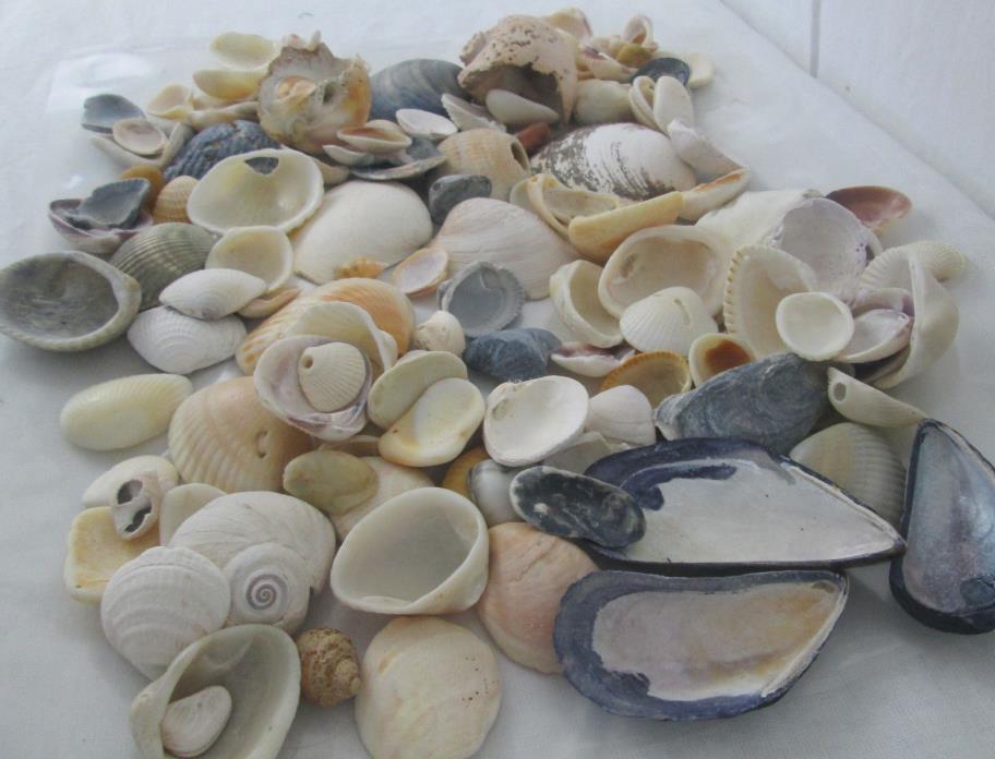 Real Beach Shells Lot Crafting / Aquarium / Dioramas / Displays Decoration Beach