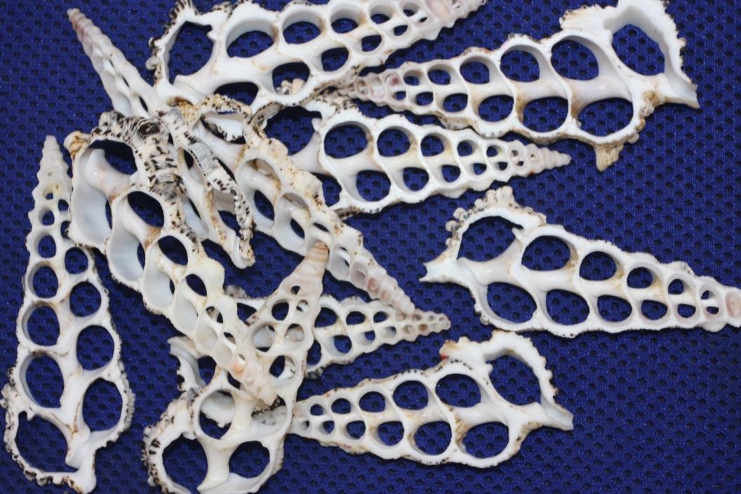 Sailor Valentine Shell Crafts, Flat White Sliced Seashells, Sliced Knobby, CS-10