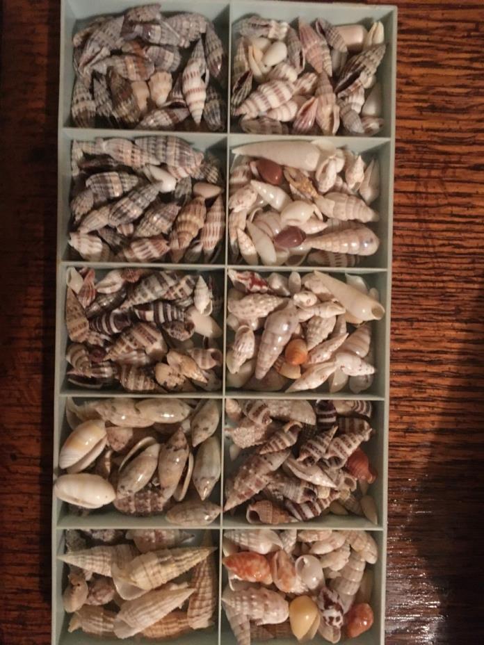 sea shells for jewelry