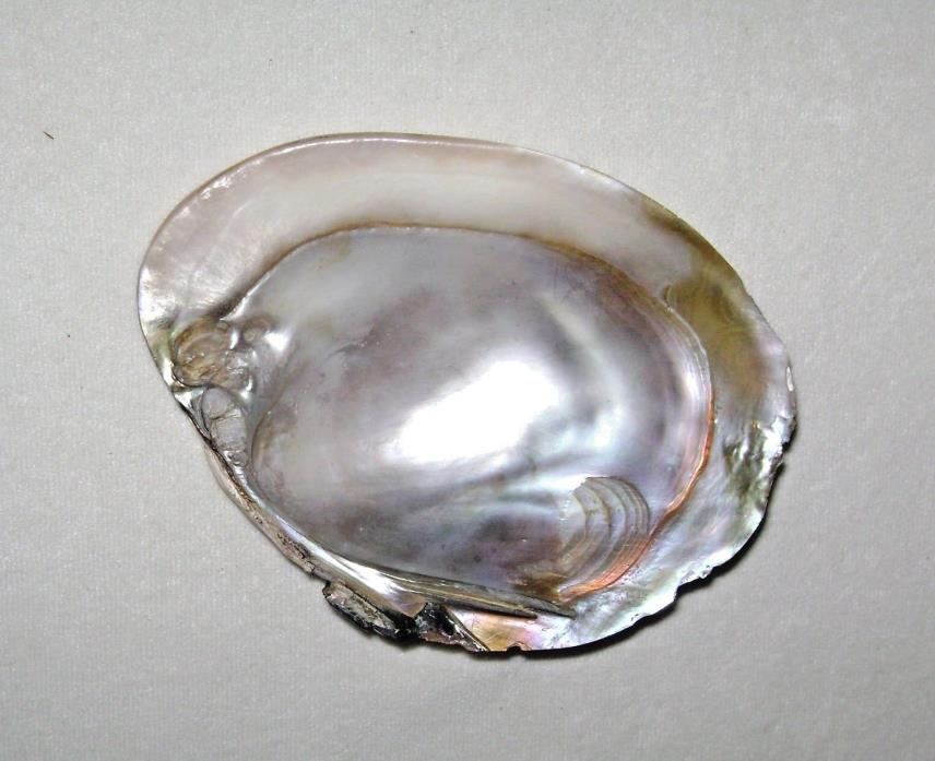 Mother of Pearl Clam Shell Striking Iridescent Colors