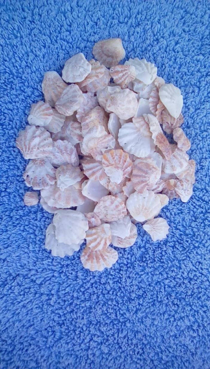 Lot of 100 plus Kitten Paw Sea Shells from the Gulf of Mexico