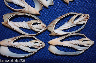 (25) Sailor Valentine Sliced Seashells Bat Volute Center Cut 2 inches & up, #1