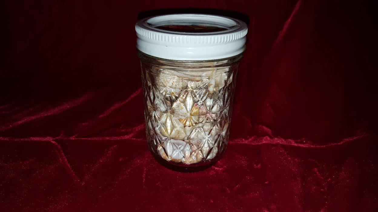 small natural seashells for jewelry 1/2 pint #  3047
