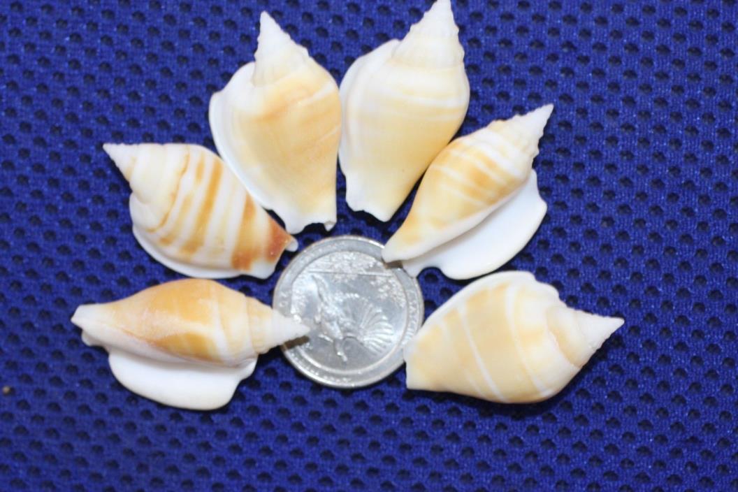 Cream Tone Craft Seashells, Whole Strombus Variabalis 1
