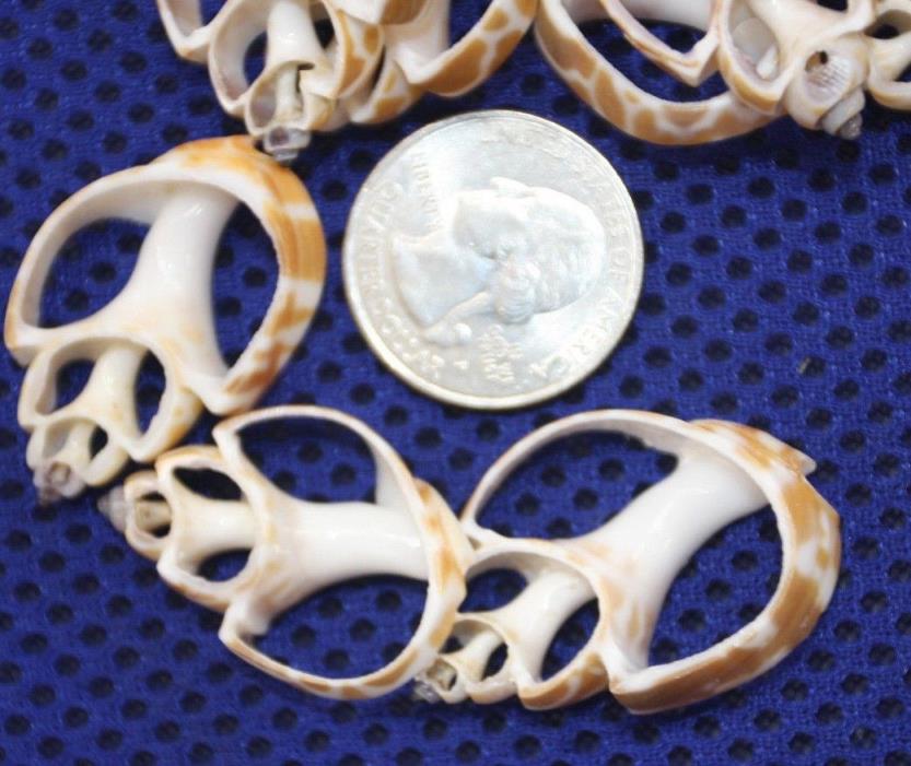 Sailor Valentine Seashells Sliced Craft Shells, Babylonia Spirata Shells, CS-2A