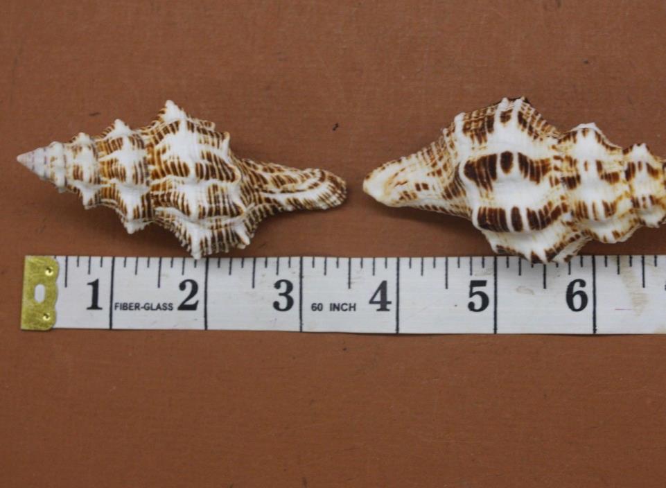 Sailor Valentine Tan White Spindle Seashells, Craft Quality Shells, 3 inch+, #81