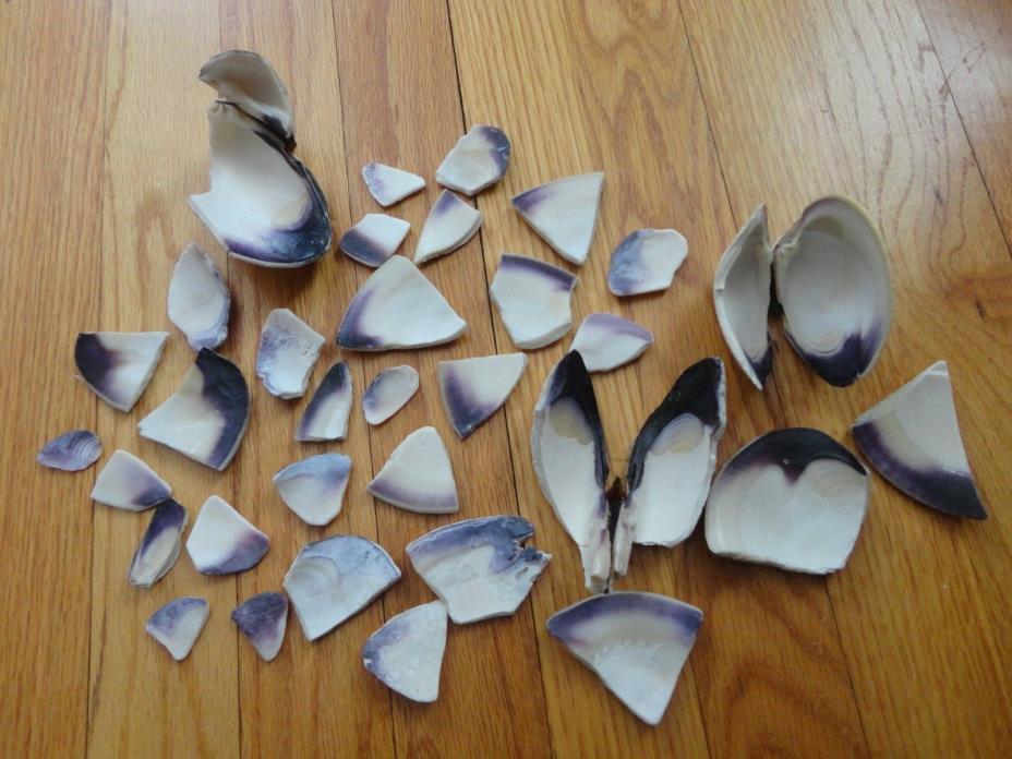 CAPE COD SHELL WAMPUM PURPLE CLAM CRAFTS JEWELRY BEACH 1 POUND LOT