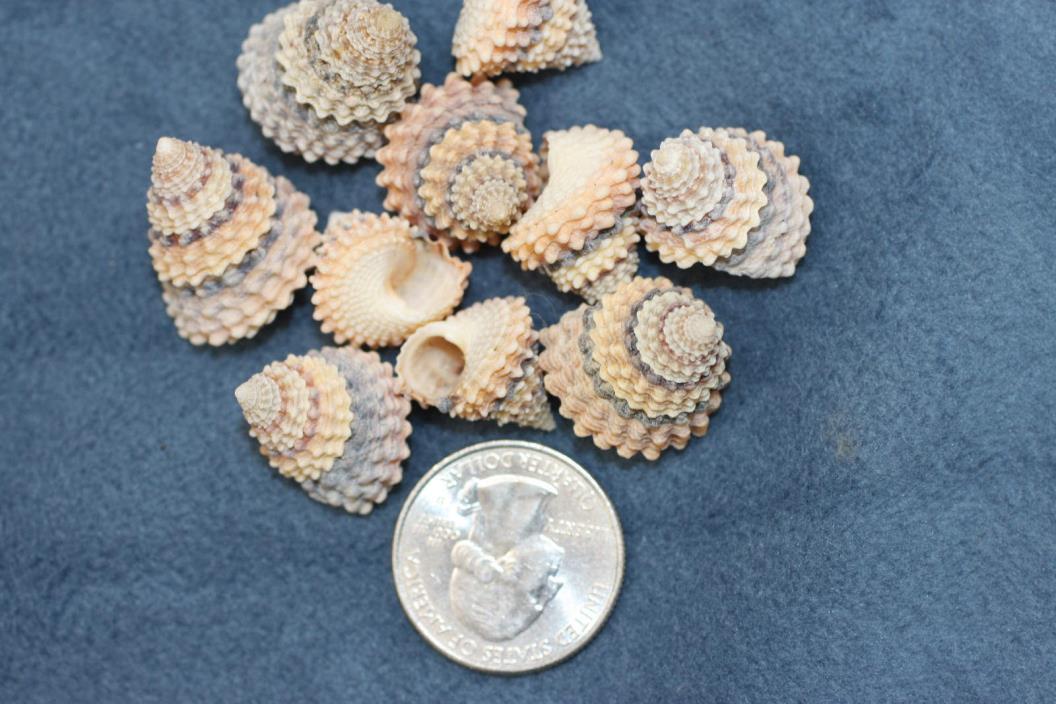 Cone Shaped Sailor Valentine Shells, Craft Quality Tectarius Seashells, 5/8,#233