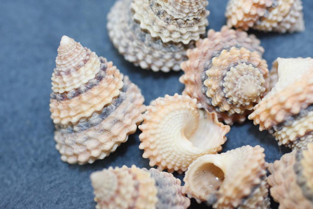 Small Cone Shaped Seashells 5/8 inch, Sailor Valentine Cone Shells, #233