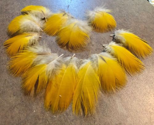 15 Yellow MACAW Parrot Feathers, 1-2”, Fly Tying, Costumes, Jewelry