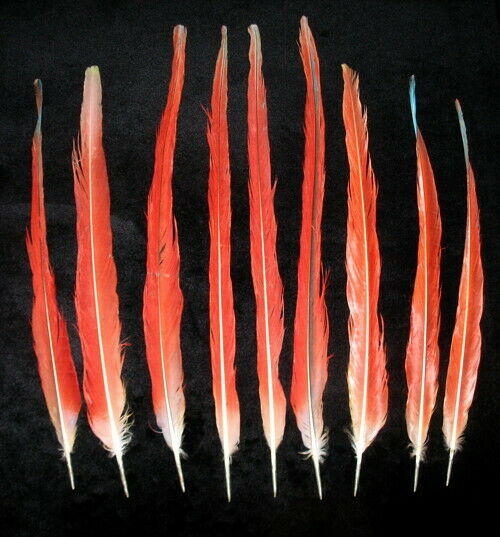 9 BEAUTIFUL SCARLET MACAW TAIL FEATHERS 17