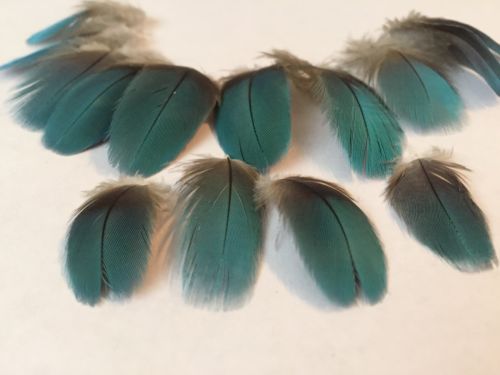 12 Blue MACAW Parrot Feathers, 2-3.