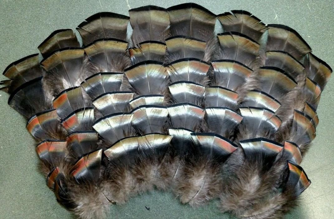 72 Wild Turkey Body Feathers 3-6 1/4