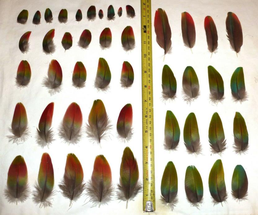 47 Macaw Green wing Macaw Multi-color feathers, Beautiful, Great condition Nice!