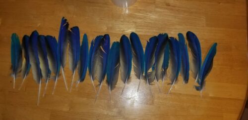 BLUE AND GOLD  MACAW WING FEATHERS FAN SET, 20 FEATHERS, 5-8+