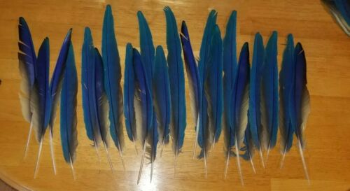 BLUE AND GOLD  MACAW WING FEATHERS FAN SET, 22 FEATHERS, 9-14+