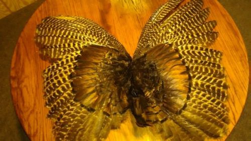 Wild turkey feathers 2 Complete Wings
