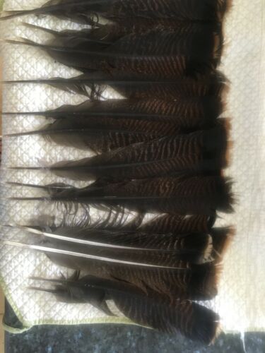 18 Wild Eastern Turkey Feathers For Crafts
