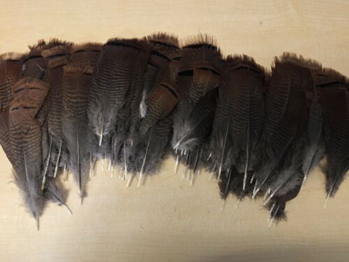 Wild Turkey Pre-tail Feathers 90 Feathers