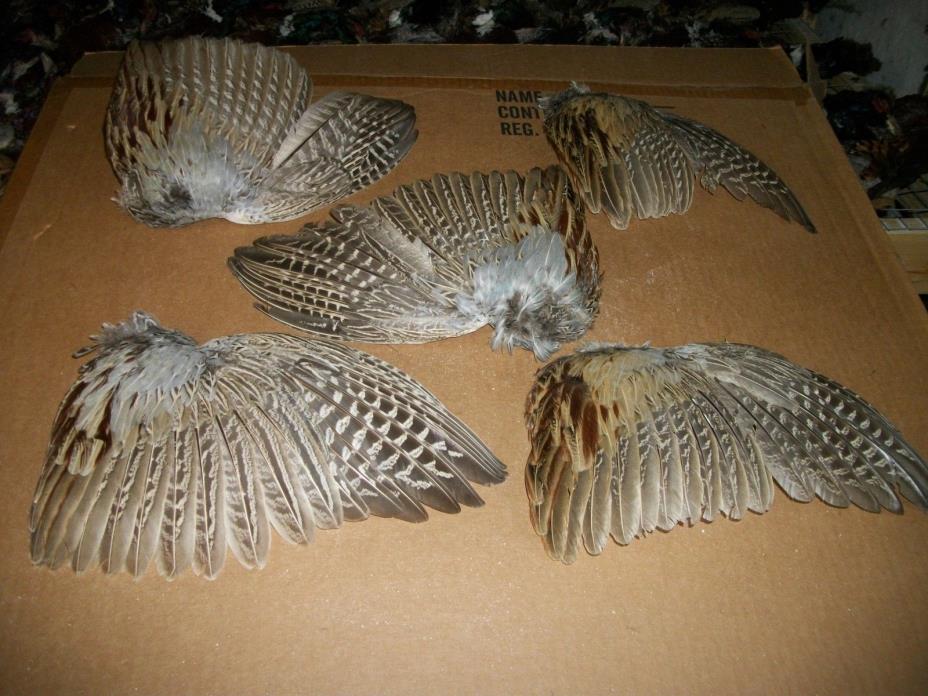 5 fanned pheasant wings feathers dog training crafts fly tying native art dried