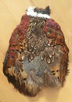 1 Partial Ring-Necked Pheasant Pelt  ~ BEAUTIFUL FEATHERS!!