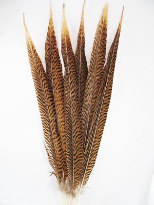 Golden Pheasant Tail Feathers 14-16 Inch per Dozen (12)