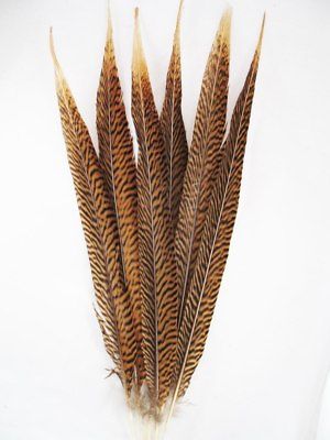 Pheasant Tail Feathers Golden Pheasant 16-20 inch per Dozen