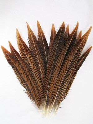 Pheasant Tail Feathers Golden Pheasant  8 -12 inch per DOZEN