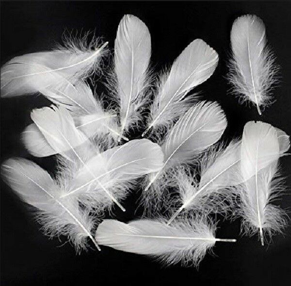 Natural Cruelty Free White Chicken Feathers from USA 1-4 inches (pack of 50)