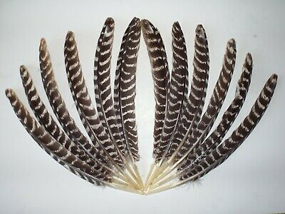 12 EASTERN WILD TURKEY BARRED ROUND WING FEATHERS (14