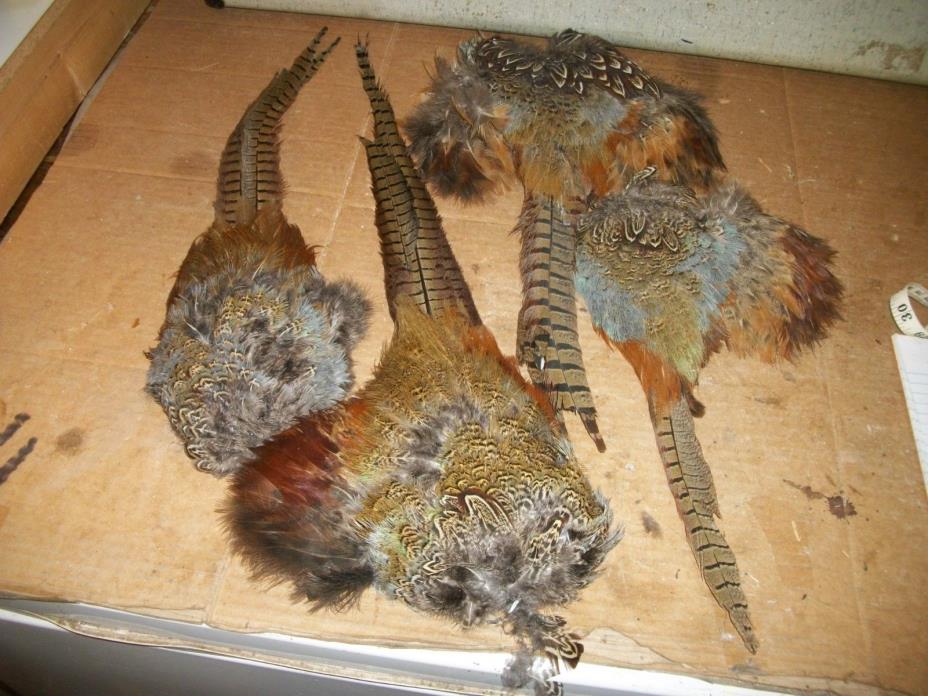 4 NO 2 ringneck pheasant TAILS WITH RUMPS HACKLE feather craft fly tying native