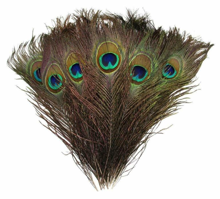 Natural Peacock Feathers 10