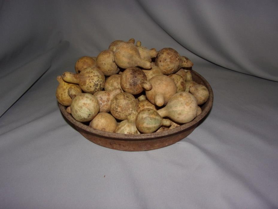 50 Uncleaned Tennessee Spinners,Small Dried Gourds for Crafts, Primitives